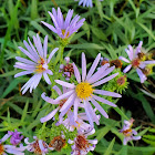 Douglas’s aster