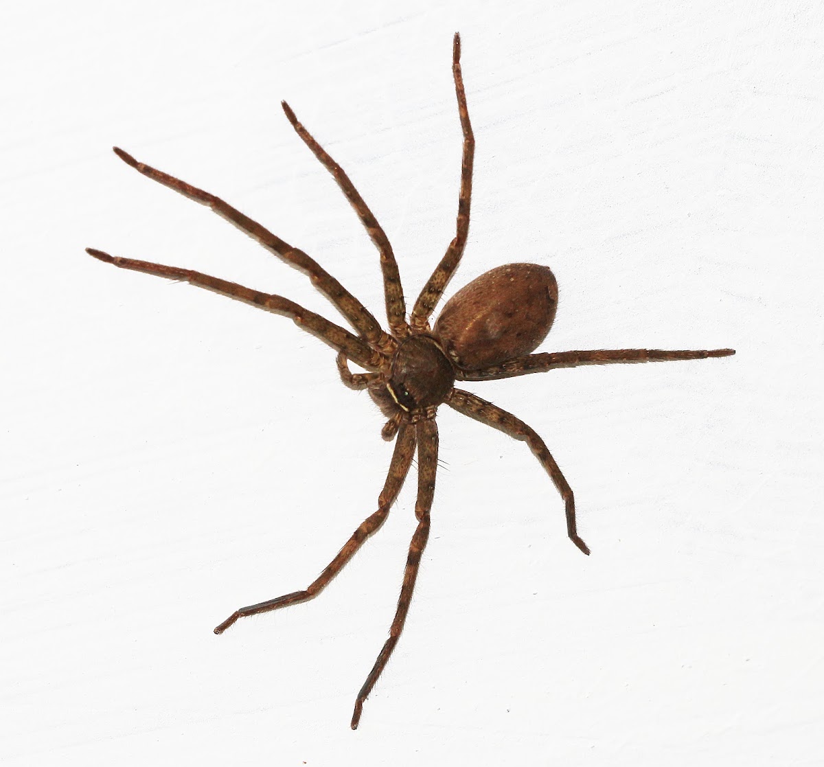 Huntsman Spider