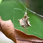 Egg Case of Featherlegged Orbweaver