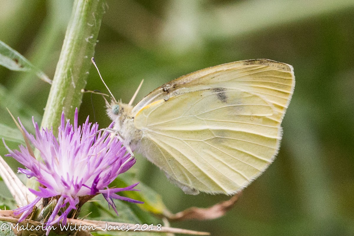 Small White