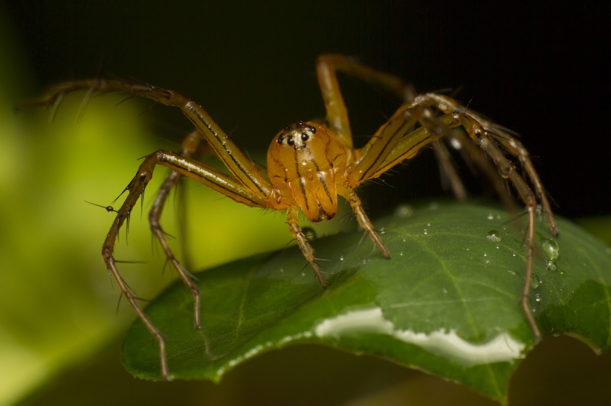 Lynx Spider