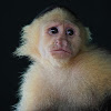 Mono capuchino (Colombian white-faced capuchin)