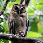 Brown Wood Owl