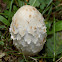 Shaggy mane