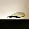 Green lacewing