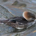 Hooded Merganser