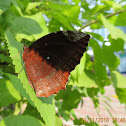 Common Palmfly Butterfly