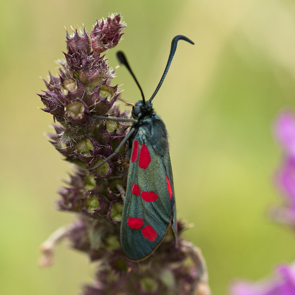 Six-spot burnet