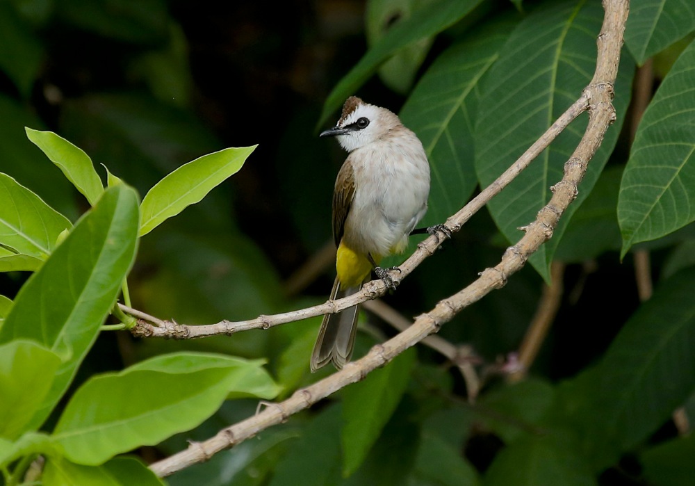 Yellow-vented Bulbul