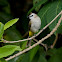 Yellow-vented Bulbul