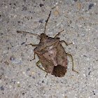 Brown Stink Bug