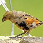 Vira-bosta-picumã (Screaming Cowbird)