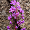 Fireweed