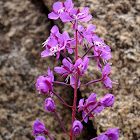 Fireweed