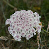 Wild Carrot