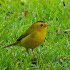 Wilson's Warbler