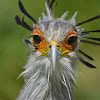 Secretary Bird