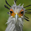 Secretary Bird