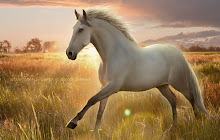 Horse Wallpaper HD New Tab small promo image