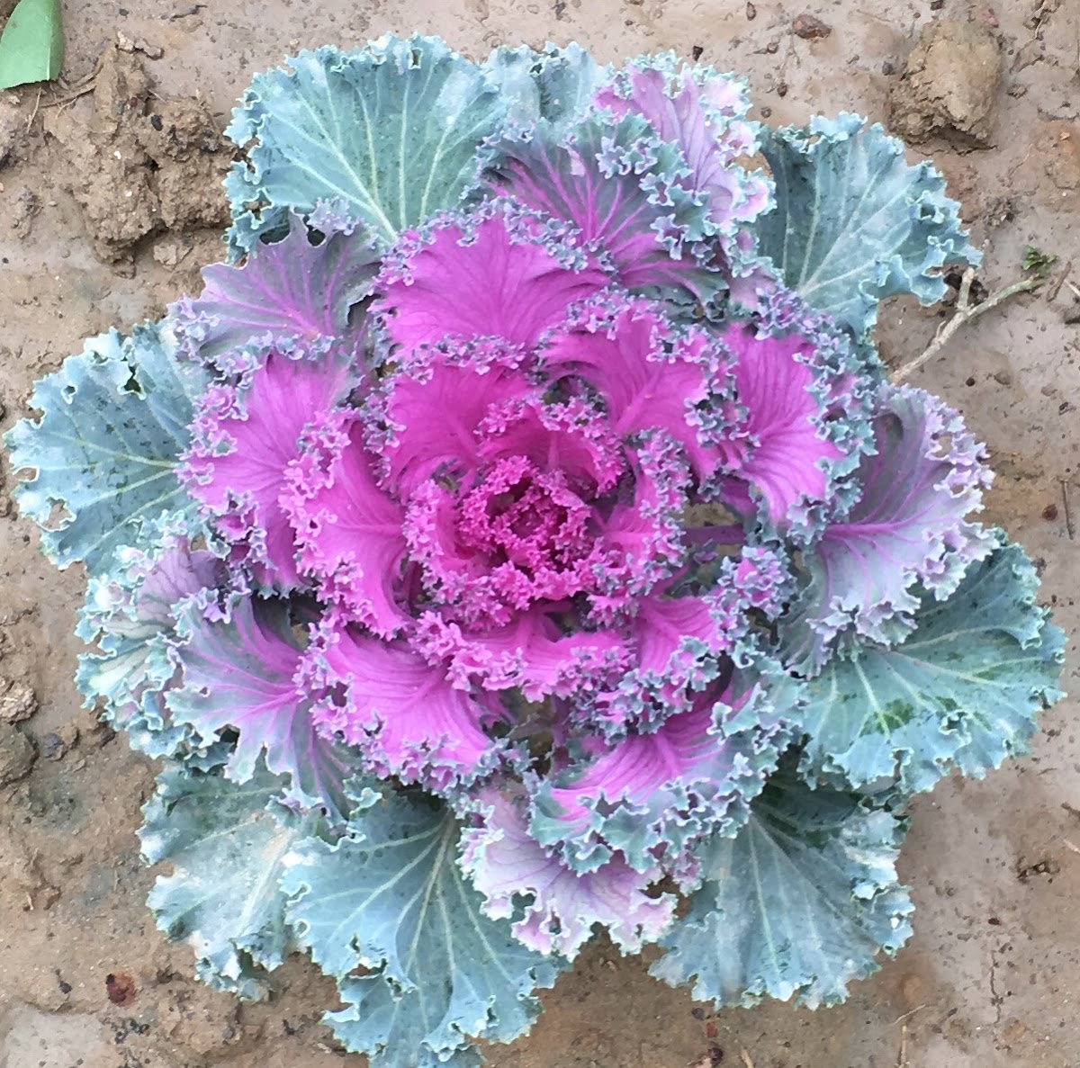 Ornamental Cabbage / Kale