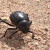 Darkling Beetle