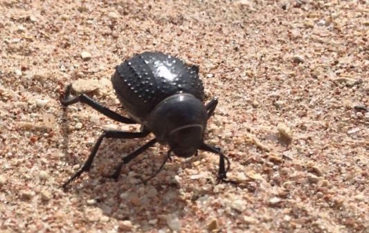 Darkling Beetle