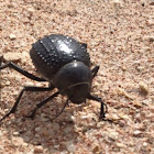 Darkling Beetle