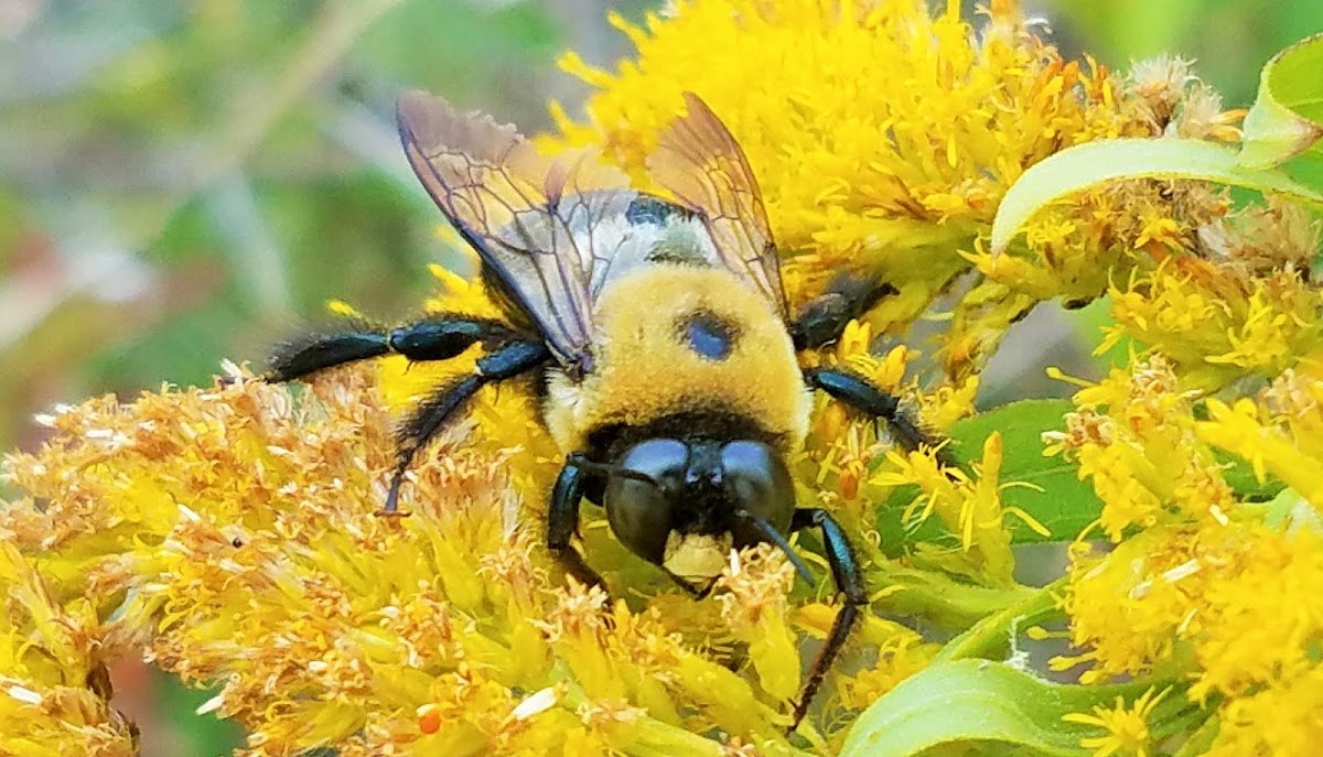 Eastern carpenter bee