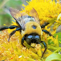 Eastern carpenter bee