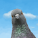 Pigeon Attack icon