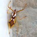 Assassin Bug