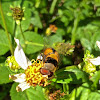 Palpada Hoverfly