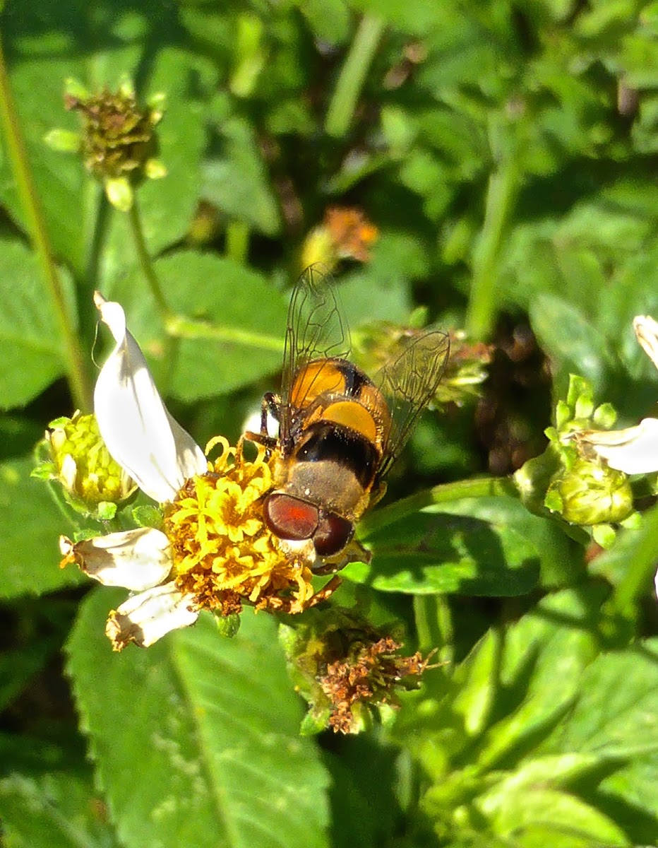 Palpada Hoverfly