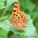 Comma Butterfly