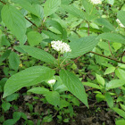 Dogwood white