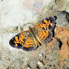 Pearl crescent