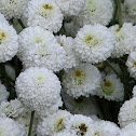 Chrysanth