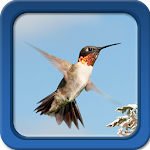 Hummingbirds Live Wallpapers Apk