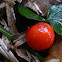 Partridge Berry