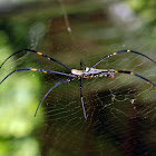 Giant Wood Spider