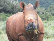 Thandi the miracle rhino, left barely alive after being brutally dehorned by poachers with machetes. She was saved by a veterinarian team led by my brother William — the first rhino ever to survive a machete attack where poachers hack the horn off at the roots. File picture
Credit: Roger Paul Mills