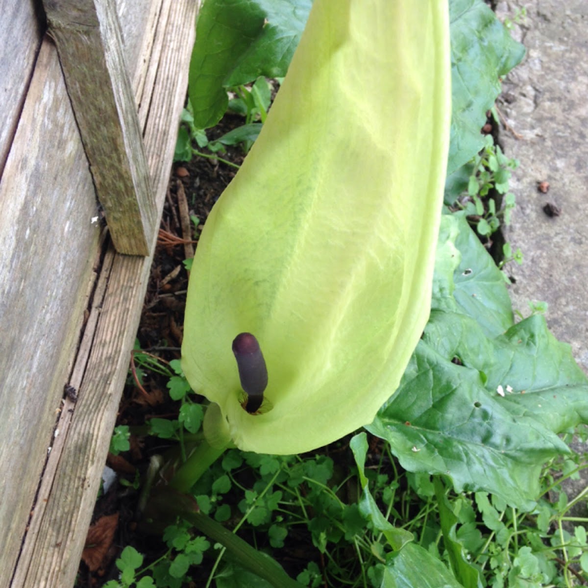 Wild Arum, Cuckoopint, Lords and Ladies, Jack-by-the-pulpit