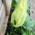 Wild Arum, Cuckoopint, Lords and Ladies, Jack-by-the-pulpit