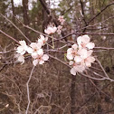 Almond Tree