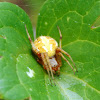 Marbled Orbweaver