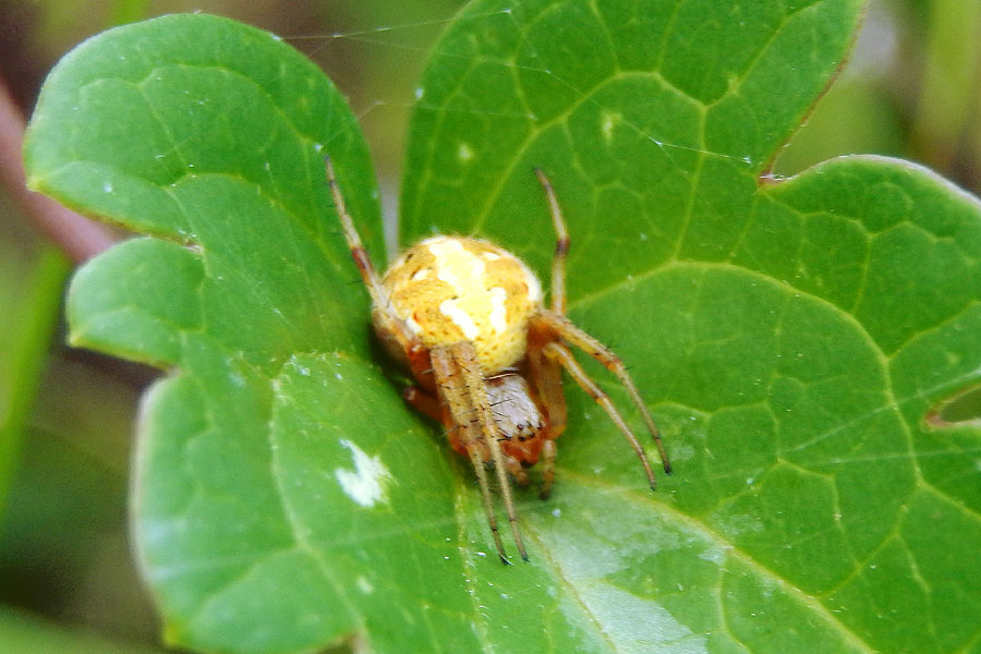 Marbled Orbweaver