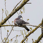 Woodpigeon