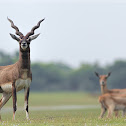 Blackbuck