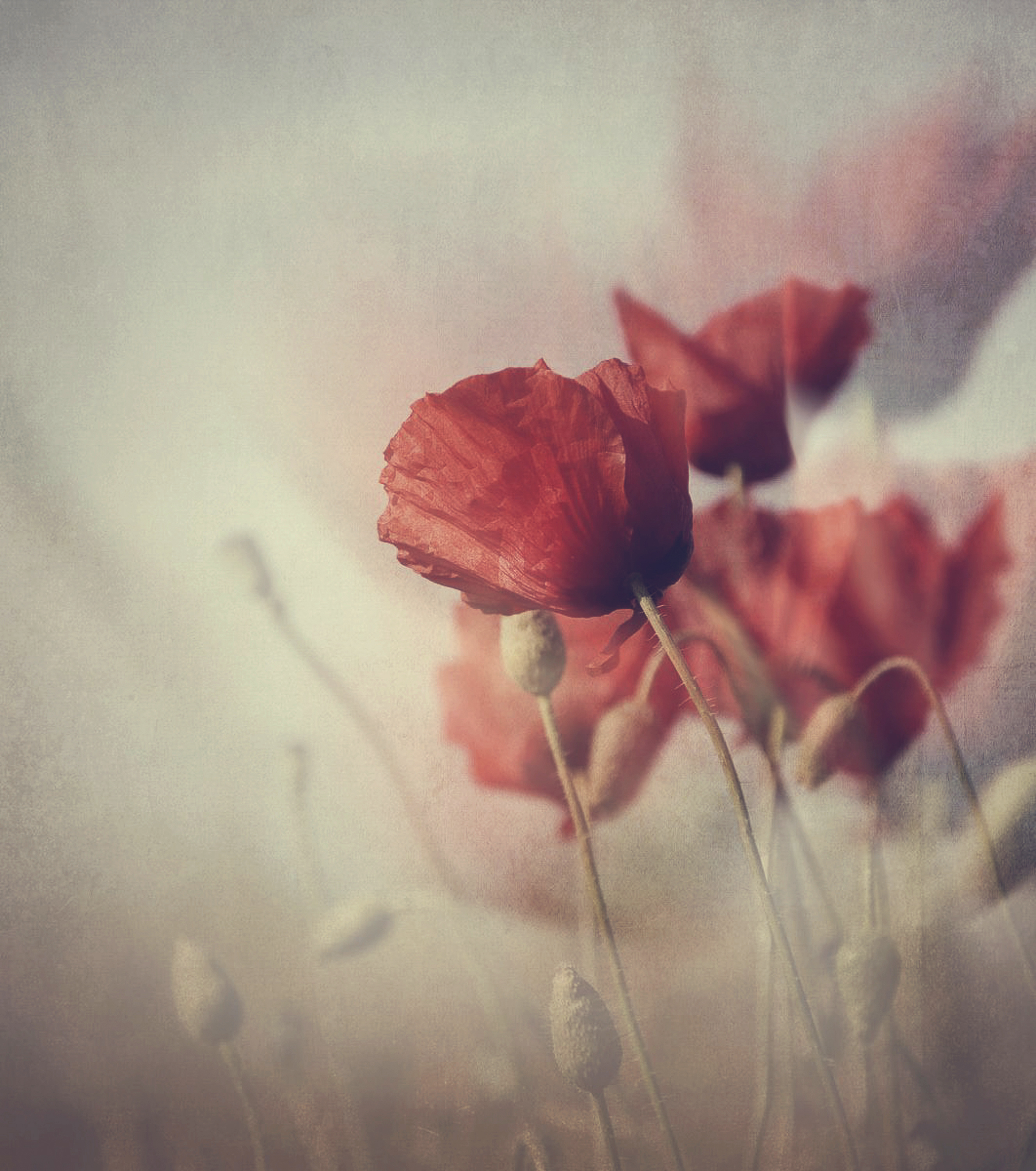 Flying poppies di Erato