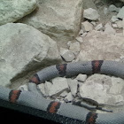 Gray-Banded Kingsnake